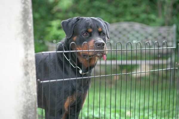 Retrato Cão Rottweiler Atrás Cerca Cão Guarda Conceito Segurança — Fotografia de Stock
