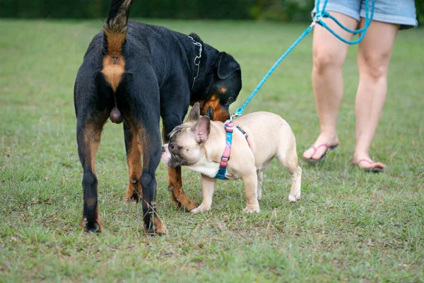 Bulldog Rottweiler Köpeği Parkta Birbirlerini Koklayıp Kokluyorlar Köpek Sosyalleşmesi Veya — Stok fotoğraf