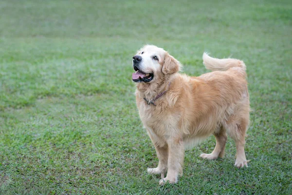 Parktaki Golden Retriever Köpeği Dili Dışarıda Duruyor Boşluğu Kopyala — Stok fotoğraf