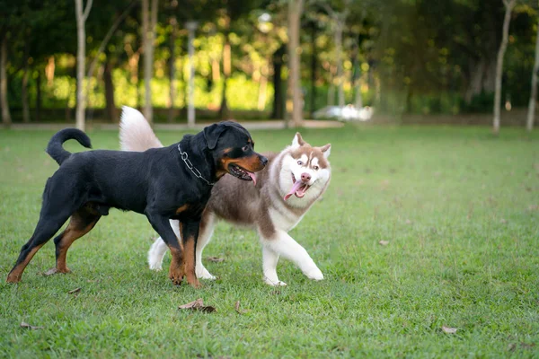 Dois Cães Raça Diferente Rottweiler Malamute Alasca Parque Dog Socializar — Fotografia de Stock