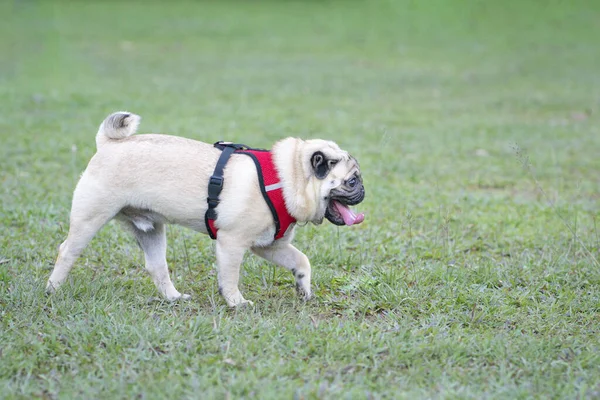 Cute Pug Dog Walking Grass Park Side View Copy Space — Stock Photo, Image