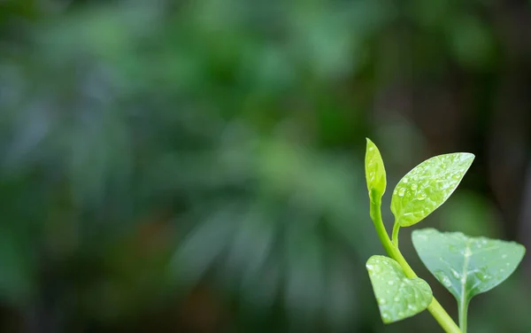 Green Leaf Nature Background Springtime New Beginnings Concept Copy Space — Stock Photo, Image