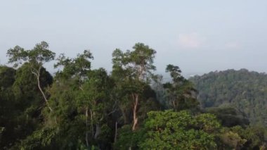 Malezya 'daki tropik yağmur ormanları. Hava aracı görüntüsü.