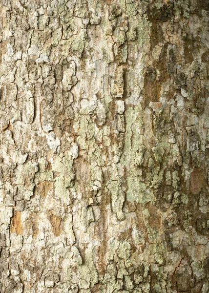 Modèle Écorce Texture Arbre Bois Nature Fond — Photo
