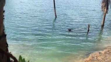 Güneşli bir günde gölde yüzen neşeli Rottweiler köpeği. Yaz ve eğlence suyu eğlence konsepti.