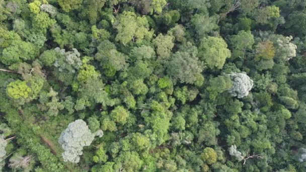 Luftaufnahme Des Üppigen Tropischen Regenwaldes Schöner Wald Malaysia — Stockvideo