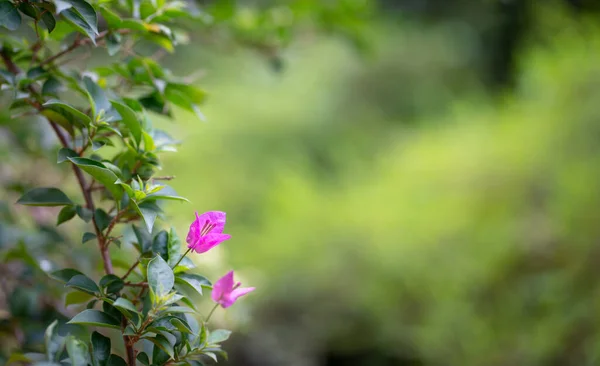 Pink Bougainvillea Flower Green Nature Background Springtime Concept Copy Space — Zdjęcie stockowe