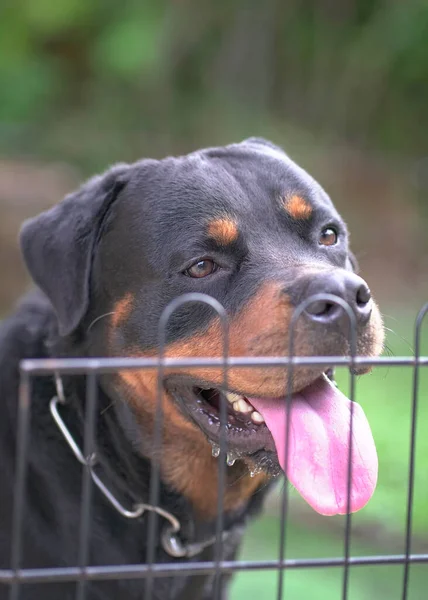 Retrato Cão Rottweiler Atrás Cerca Fecha Cão Guarda Conceito Segurança — Fotografia de Stock