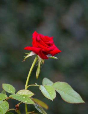 Yaprakları ve çiyleri olan kırmızı bir gül sapı, karanlık doğa arka planı..