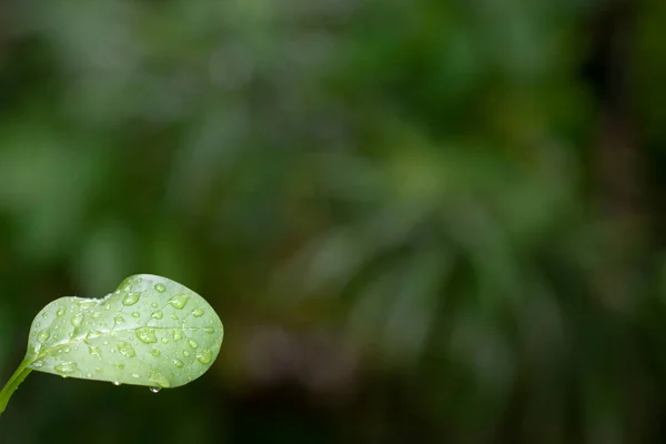 Green Leaf Nature Background Springtime New Beginnings Concept Copy Space — Stock Photo, Image