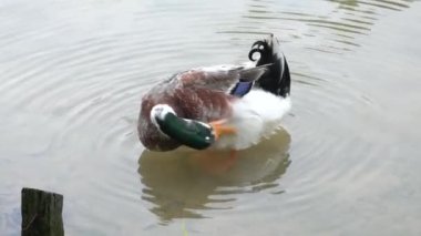 Sudaki ördek, tüylerini gagasıyla temizliyor..