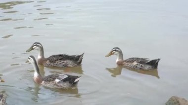 Ducks swimming in a pond. Active group of four beautiful ducks staying together. 