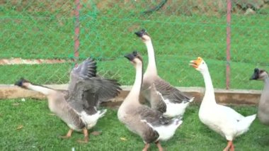 Bir grup kaz bir çiftlikte dolaşıp gürültü yapıyor. Tarım ve hayvancılık kavramı.