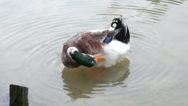 Pato Água Preening Limpando Suas Penas Com Seu Bico — Vídeo de Stock