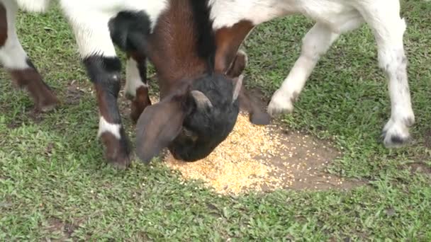Cabras Comiendo Maíz Hambriento Buen Apetito Vista Cerca — Vídeo de stock