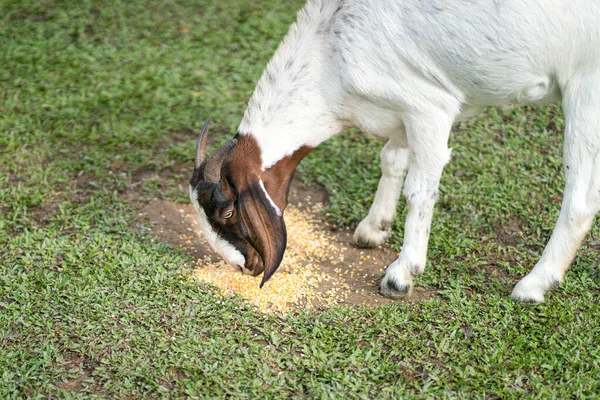 Nubian Goat Eating Corn Ground Grass — Φωτογραφία Αρχείου