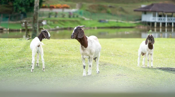 Nubian Goats Farm Green Meadow Setting — Φωτογραφία Αρχείου