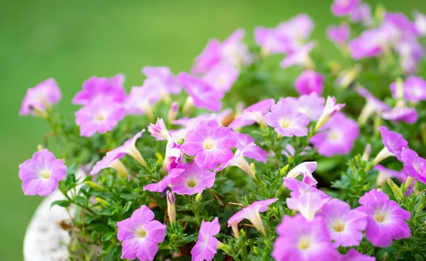 Pink Color Petunia Flower Full Bloom Spring Background — Stockfoto