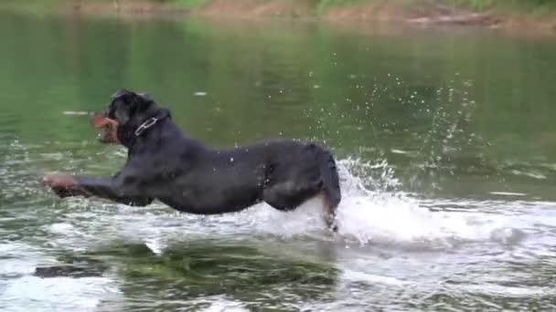 Dog Jump Lake Splash Swim Sunny Day Happy Active Slow — стоковое видео