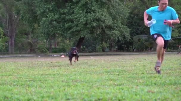 Glad Rottweiler Hund Springa Efter Mannen Planen Solig Dag Sommarkoncept — Stockvideo