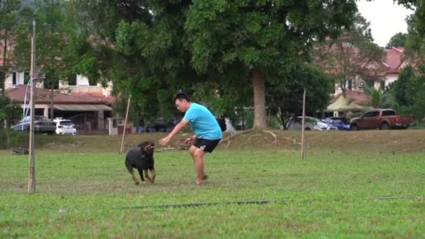 Boldog Rottweiler Kutya Fut Pályán Férfi Tulajdonos Keres Napsütéses Nap — Stock videók