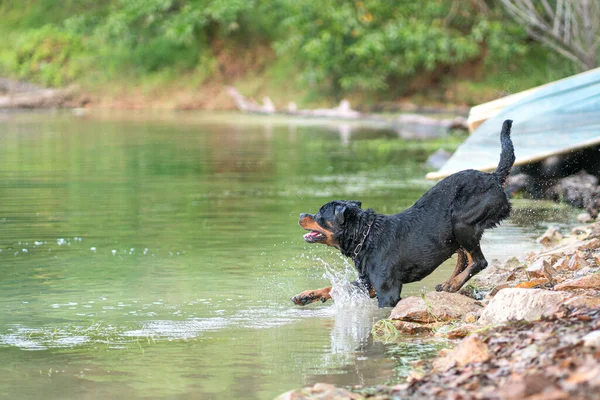 Rottweiler dog jumps into water of a lake, summer concept.
