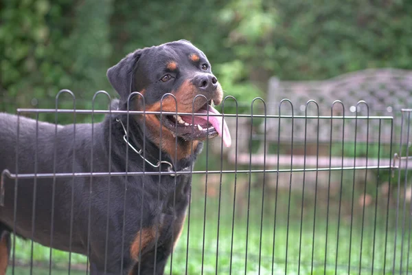 Dog Rottweiler portrait behind fence. Guard dog or security concept.