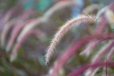 Vahşi sazlıklar, seçilmiş odak. Doğa, yaz arkaplanı konsepti.