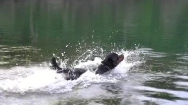 Köpek, güneşli bir günde su sıçratarak göle atlar ve yüzer. Mutlu ve aktif, yavaş çekim. Yaz konsepti.