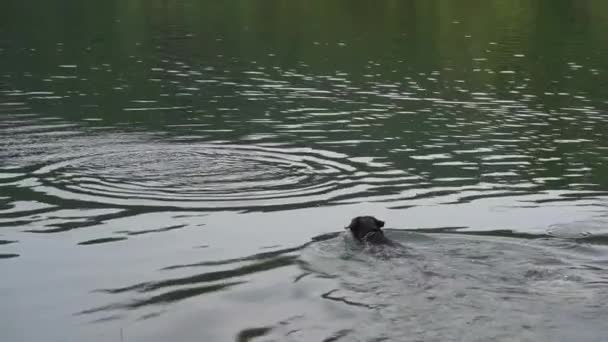 Dog Swimming Lake Beautiful Morning Summer Recreation Water Fun Concept — ストック動画