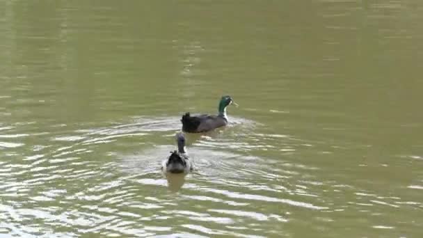 Two Beautiful Ducks Playing Swimming Pond — 비디오