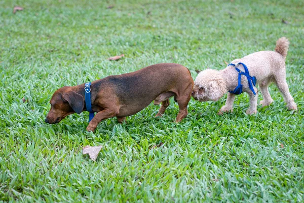 Dog sniffing the butt of another dog. Dog greeting or socializing concept.