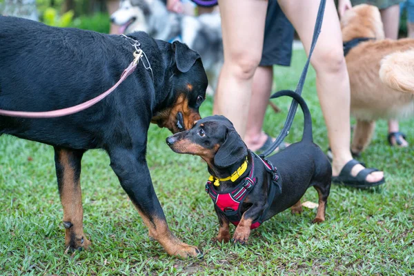 Dogs Rottweiler Dachshund Greeting One Another Park Dog Socialization Concept — Stok fotoğraf