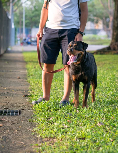 犬ロットワイラー男の所有者の隣に立って 公園の屋外 犬のコンセプトを歩く — ストック写真