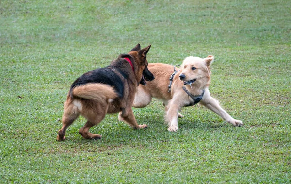 Alman Çoban Köpeği Golden Retriever Sahada Oynuyor Savaşıyor Köpek Sosyalleşir — Stok fotoğraf