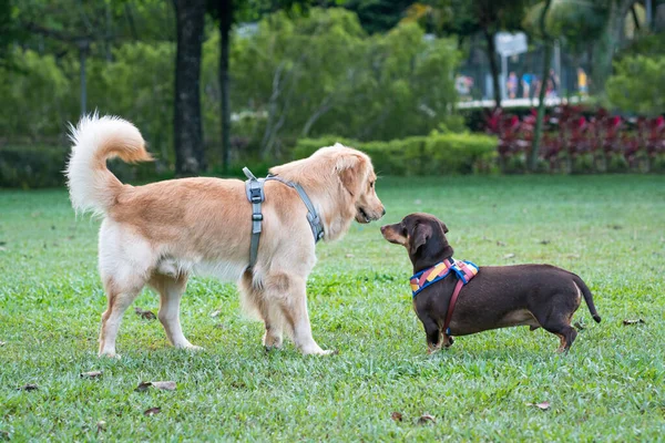 Hund Golden Retriever Trifft Dackel Park Hundegruß Oder Sozialkonzept — Stockfoto