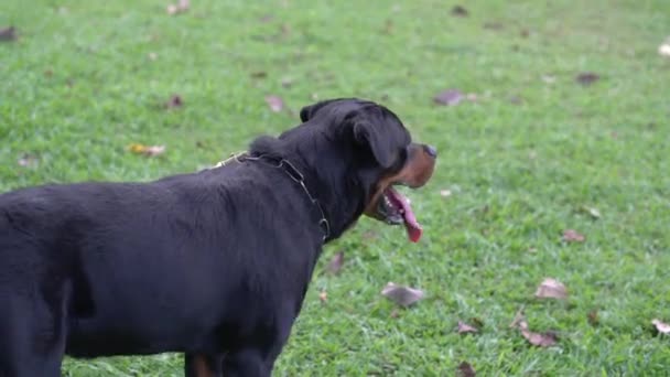 狗Rottweiler站在战场上 喘息着离去 侧视图 — 图库视频影像