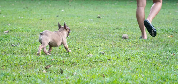 French Bulldog Runs Follow Man Owner Field Copy Space — Stock Photo, Image