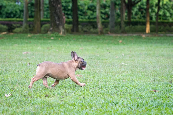 French Bulldog Running Field Side View Copy Space — Stock Photo, Image