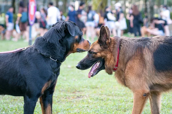 Rottweiler Alman Çoban Köpeği Halka Açık Bir Parkta Karşı Karşıya — Stok fotoğraf