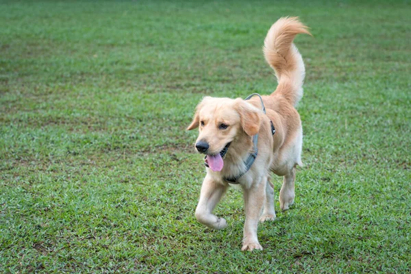 Golden Retriever Köpeği Sahada Yürüyor Boşluğu Kopyala — Stok fotoğraf