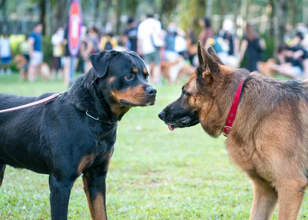 Rottweiler Alman Çoban Köpeği Halka Açık Bir Parkta Karşı Karşıya — Stok fotoğraf