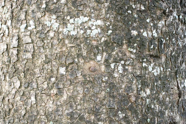 Modello Corteccia Consistenza Dall Albero Legno Natura Sfondo — Foto Stock