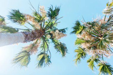 Palmiye ağaçlarının altından görünüm