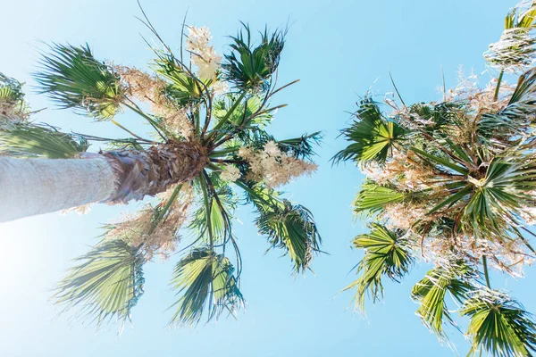 View Palm Trees Royalty Free Stock Photos
