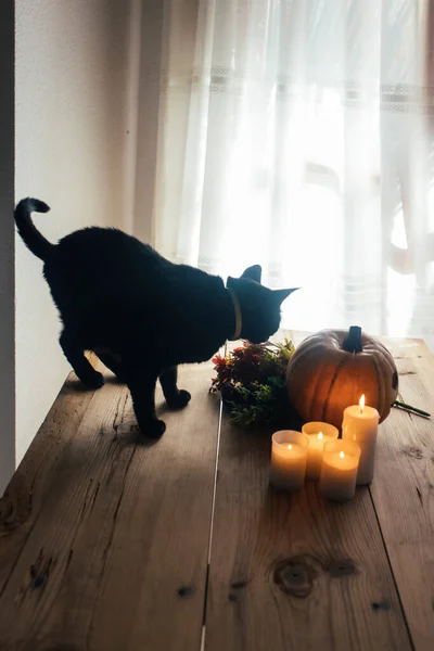 ハロウィンカボチャの黒猫の花とキャンドル — ストック写真