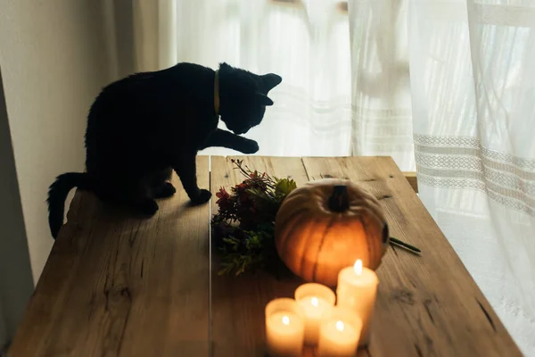 Halloween Abóbora Preto Gato Flores Velas — Fotografia de Stock