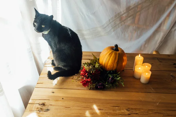 Halloween Dýně Černá Kočka Květiny Svíčky — Stock fotografie