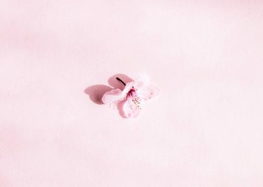 Pembe arka planda yalıtılmış kiraz çiçeği