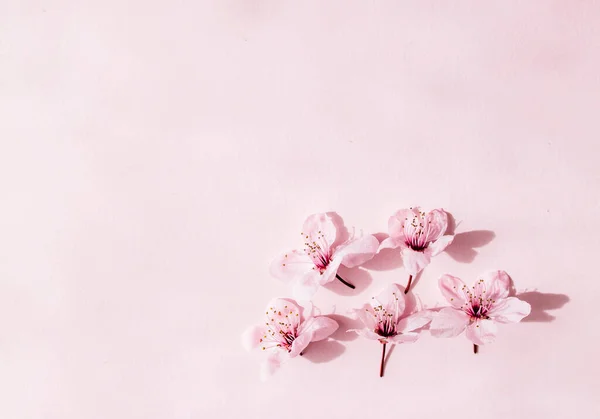 ปแบบดอกไม เชอร และอ ลมอนด บนพ นหล ชมพ ดลอกช องว — ภาพถ่ายสต็อก